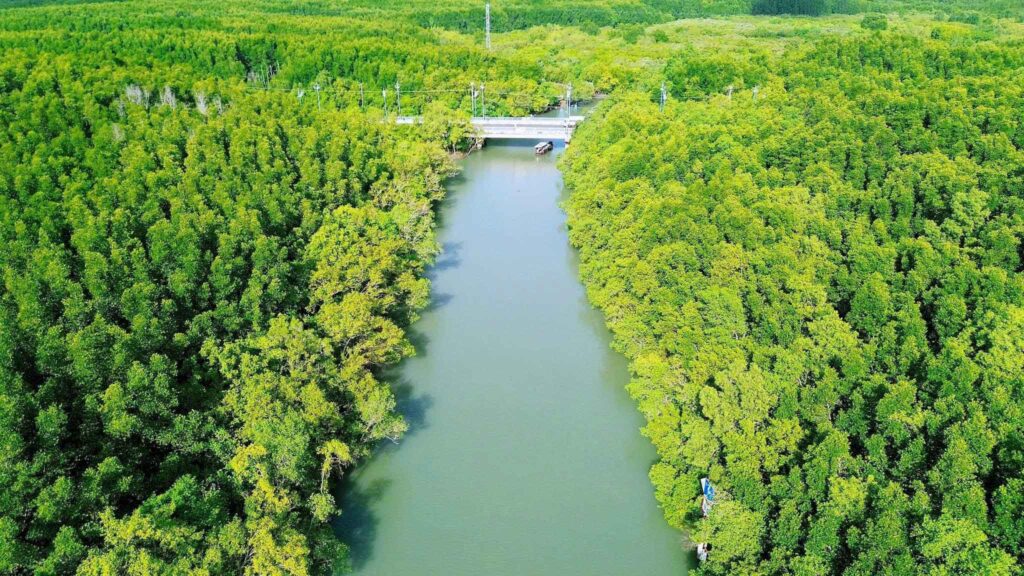 ảnh rừng Sắc - Cần Giờ 1