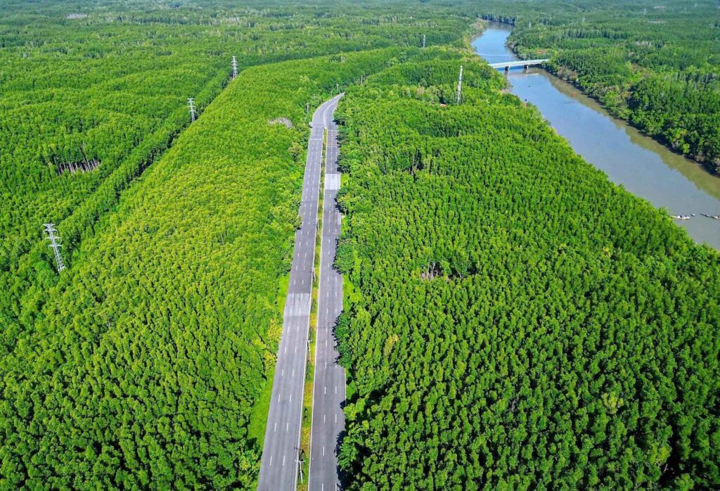 ảnh rừng Sắc - Cần Giờ 4